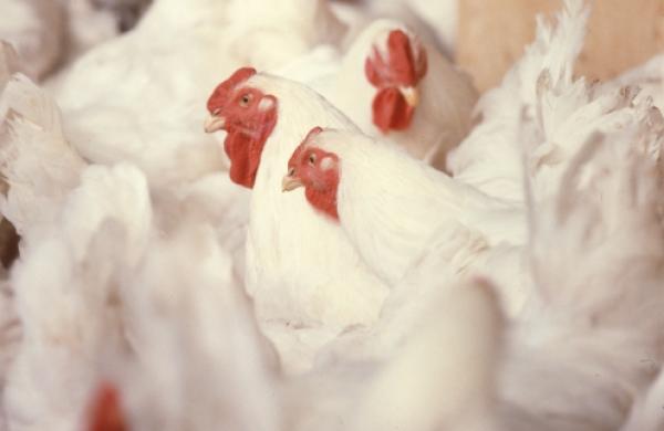 Chicken farm