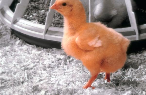 Chick